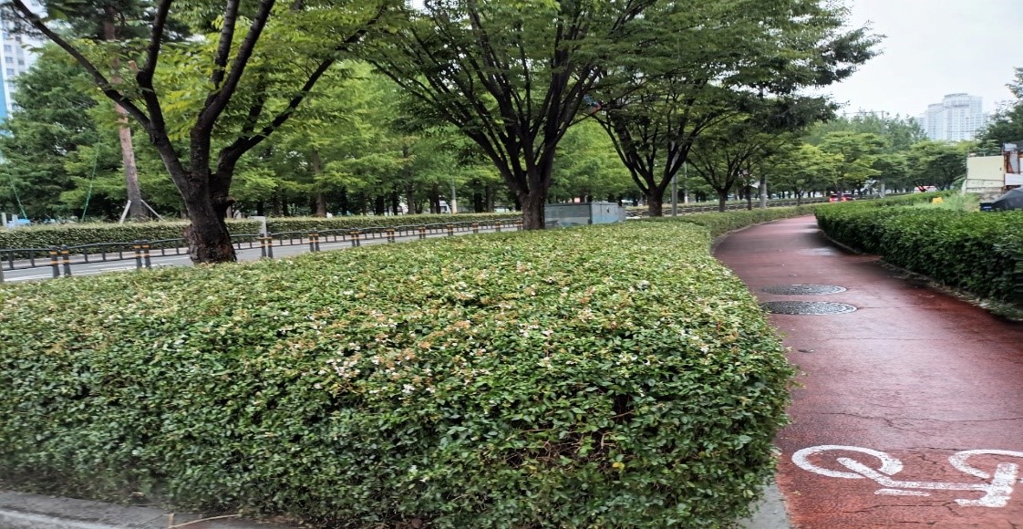 삼전교차로 부근 관목전정 후