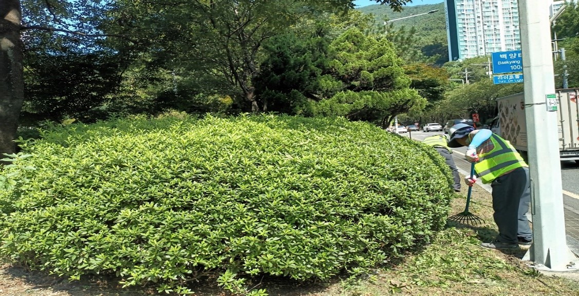 백양터널 관목전정 중