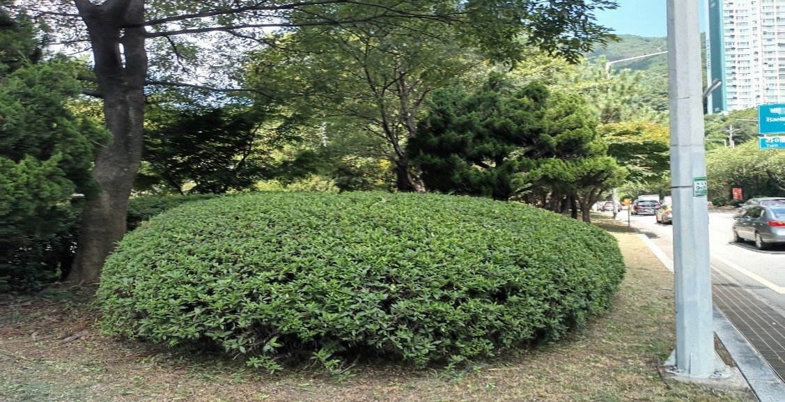 백양터널 관목전정 후