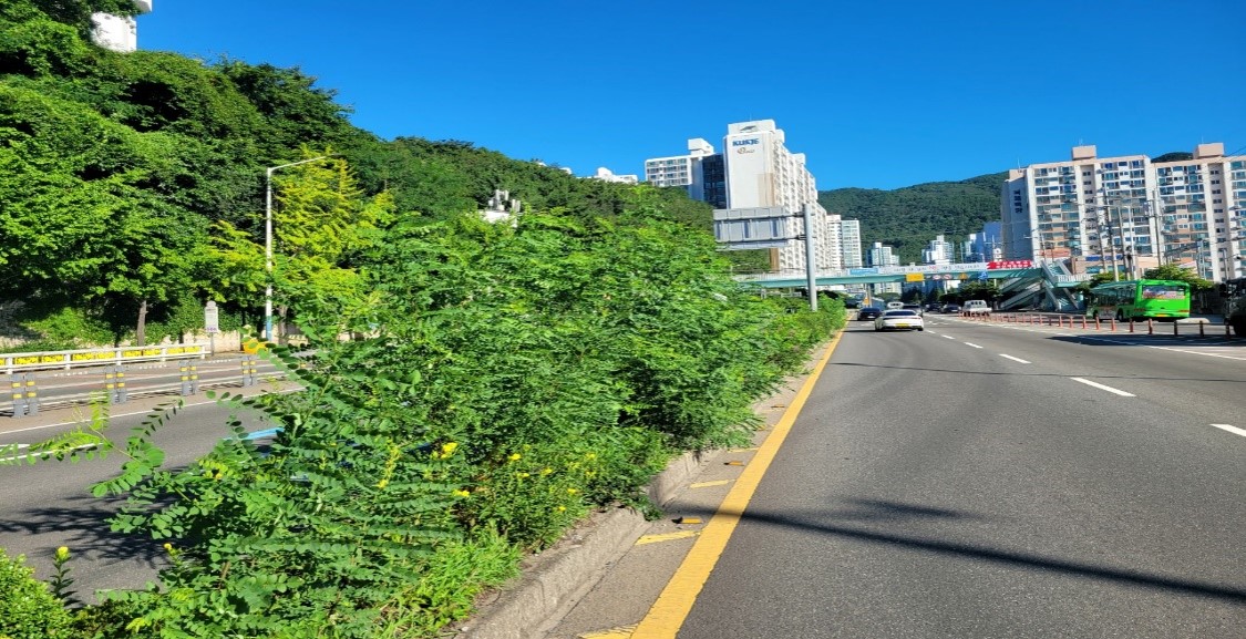 백양터널입구 관목전정 전