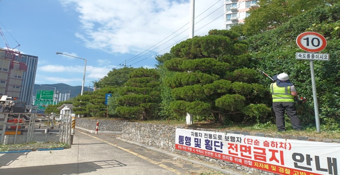 수정터널 관목전정 중