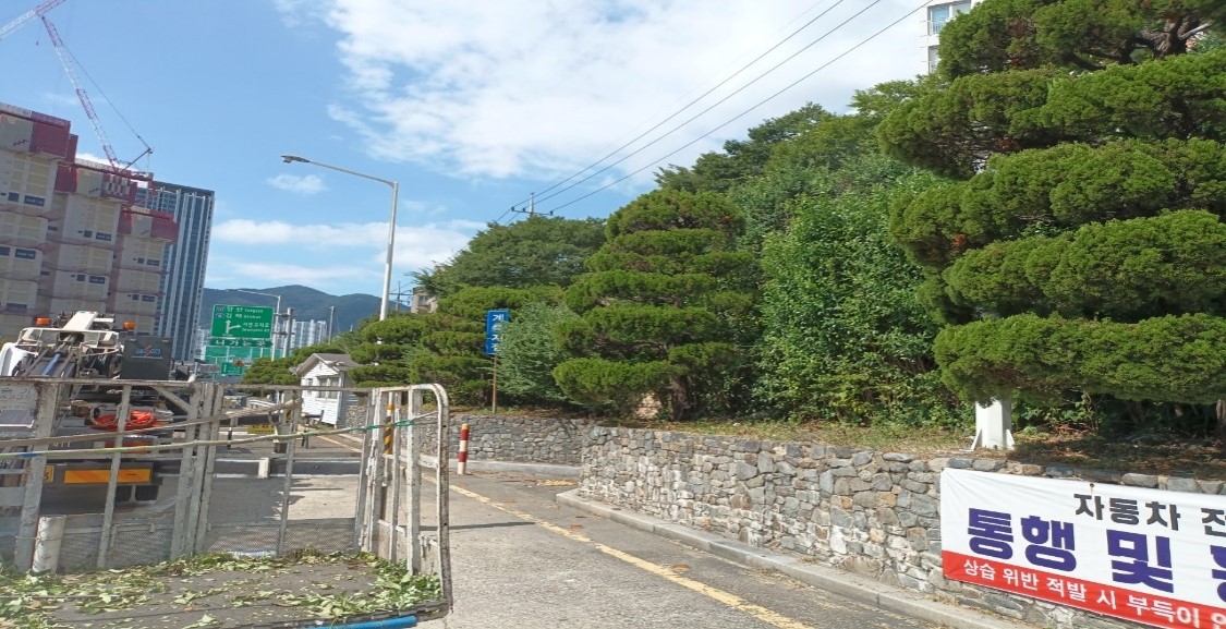 수정터널 관목전정 후