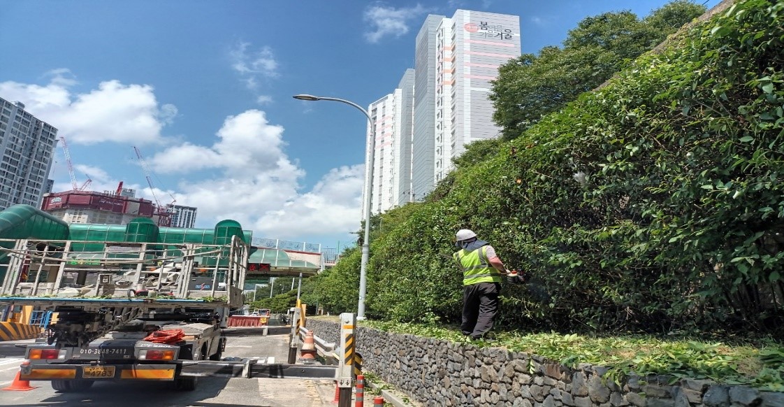 수정터널 관목전정 중1