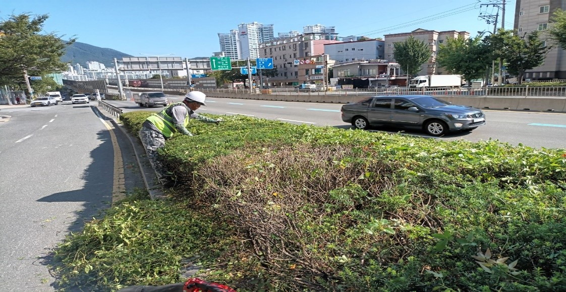 수정터널외곽 회차로 관목전정 중