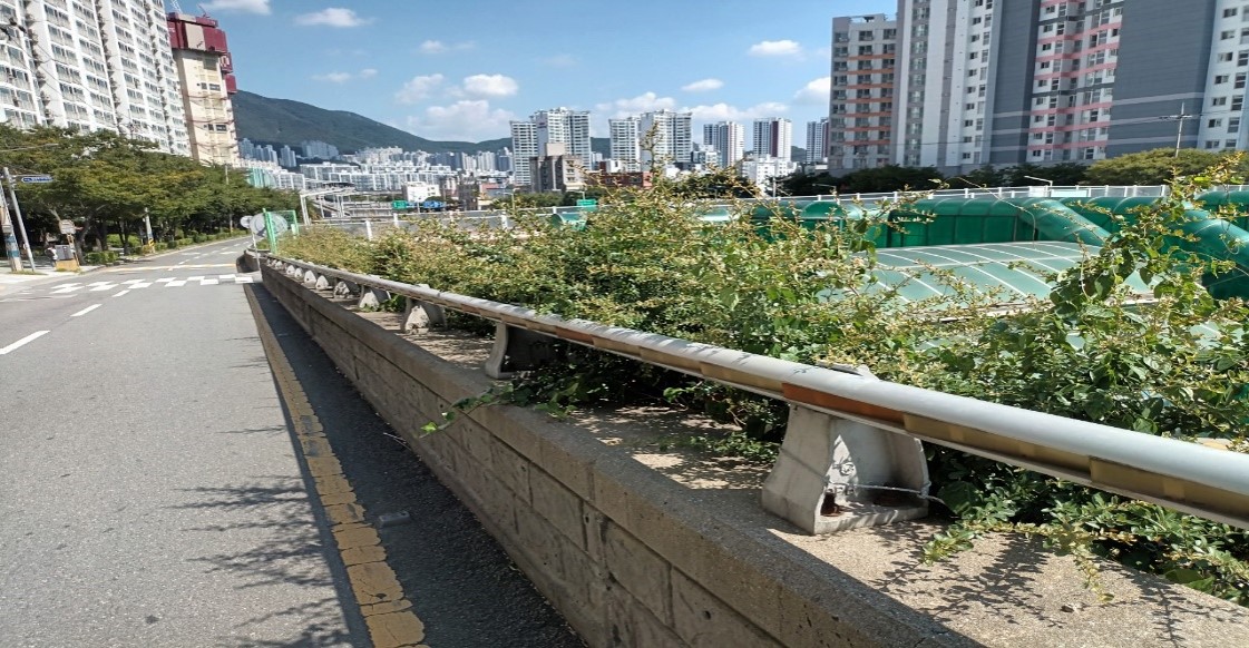 수정터널외곽 회차로 관목전정 전1