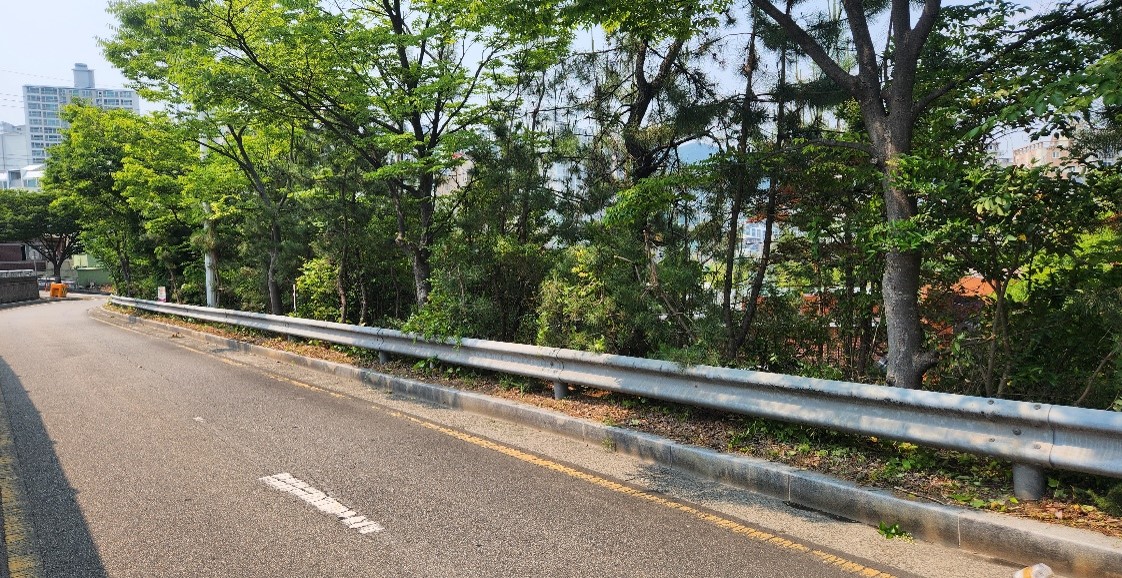 수정터널 가로수 약전정 후1