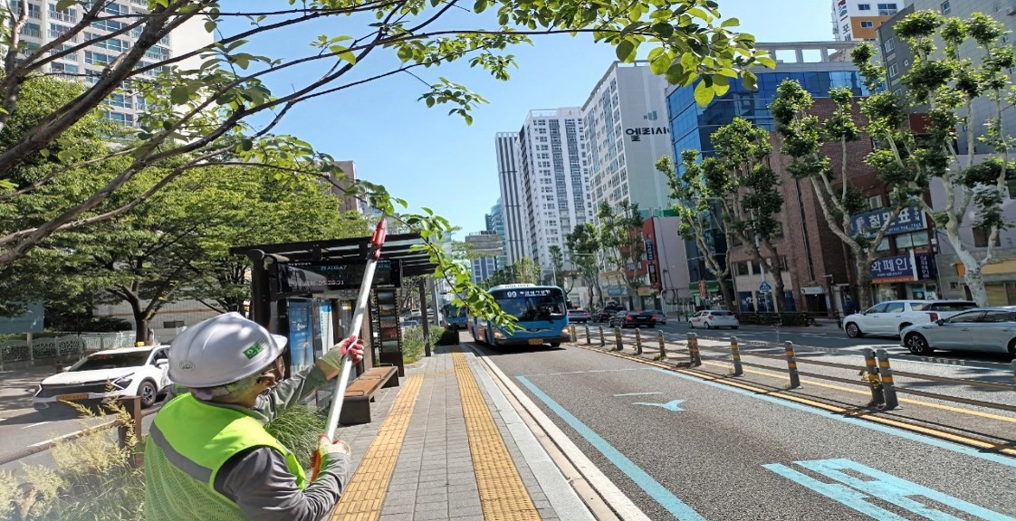 상수도사업본부 가로수 약전정 중