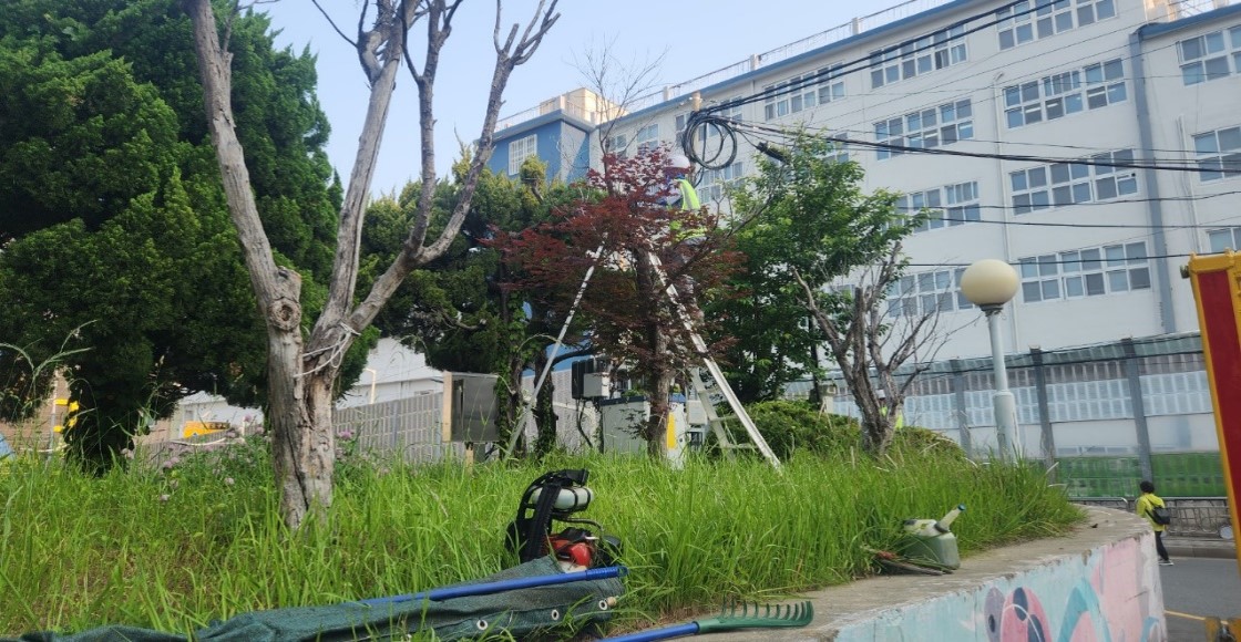 황령터널 회차로 고사목제거 전