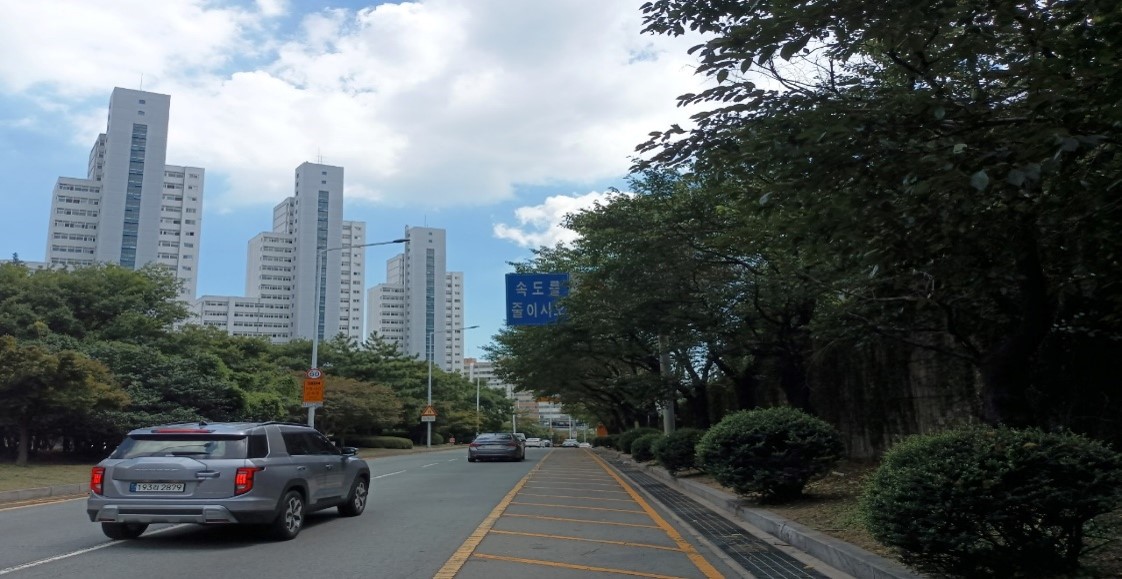 백양터널 교통표지판방해 벚나무 가지치기 전