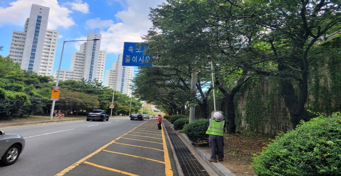 백양터널 교통표지판방해 벚나무 가지치기 중