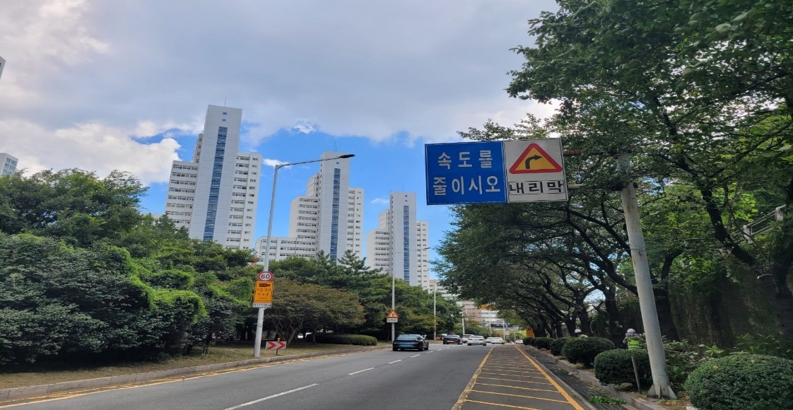 백양터널 교통표지판방해 벚나무 가지치기 후