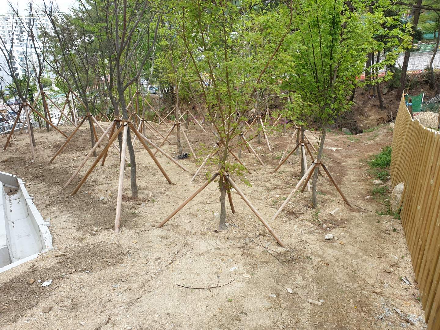 교회 주변 교목 식재 후