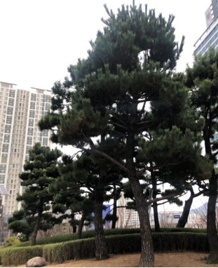 수목정비