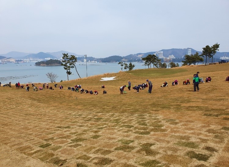 6. 잔디식재1