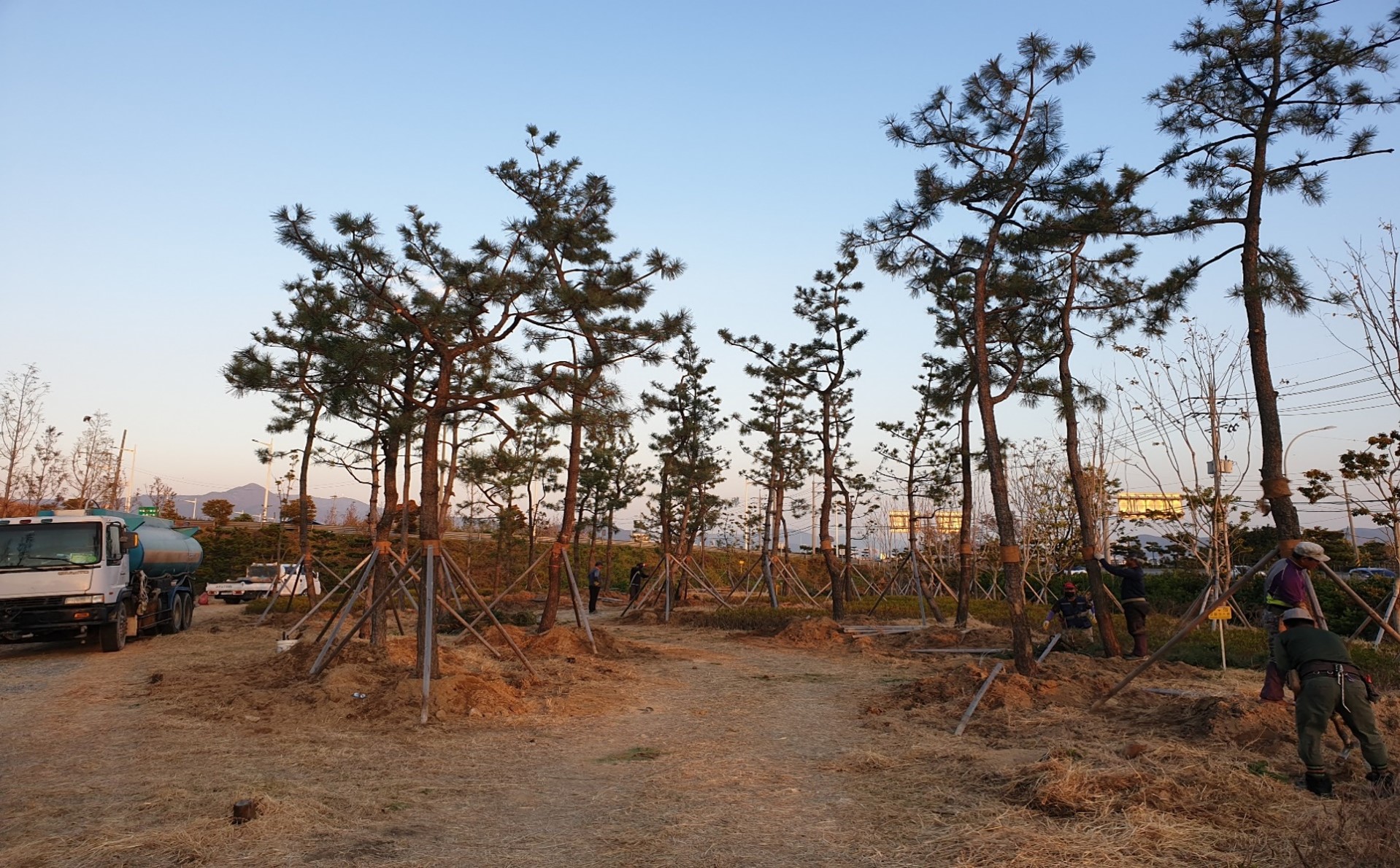 해송 식재 후