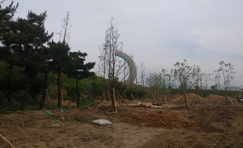 가시나무 식재 후