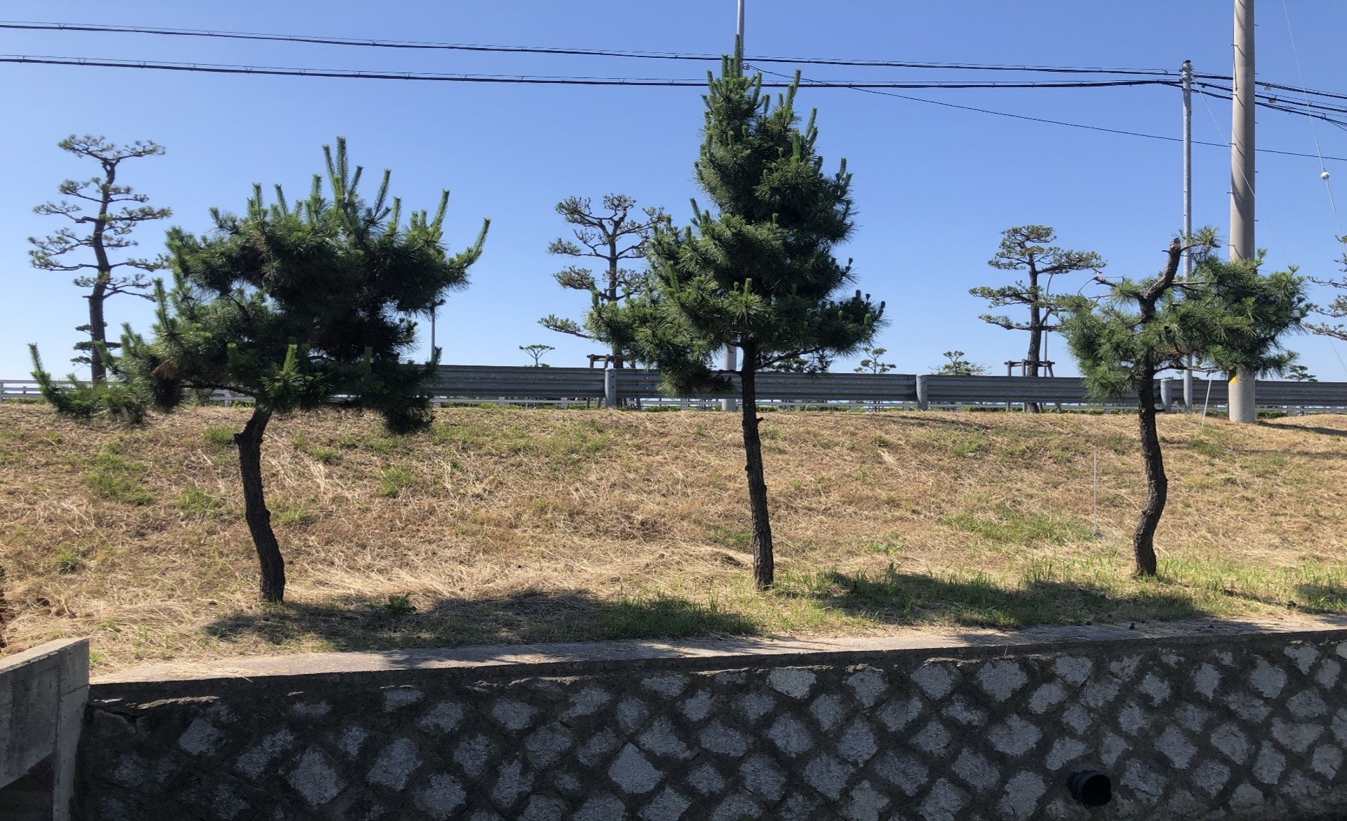 B구역 해송 이식 전