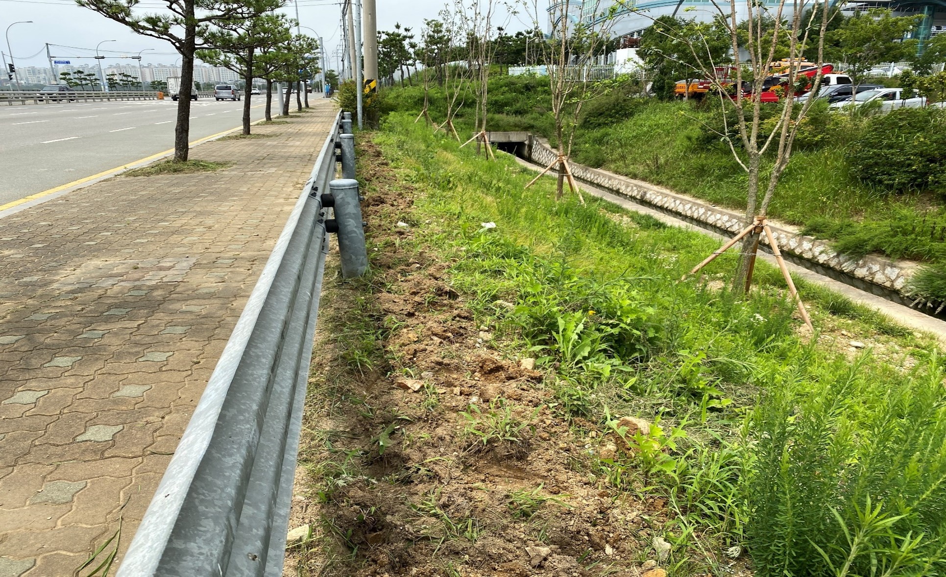 B구역 남천 식재 전
