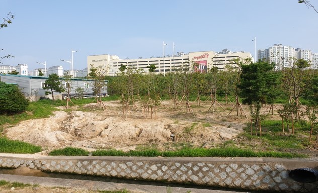 B구역 아왜나무 식재 전