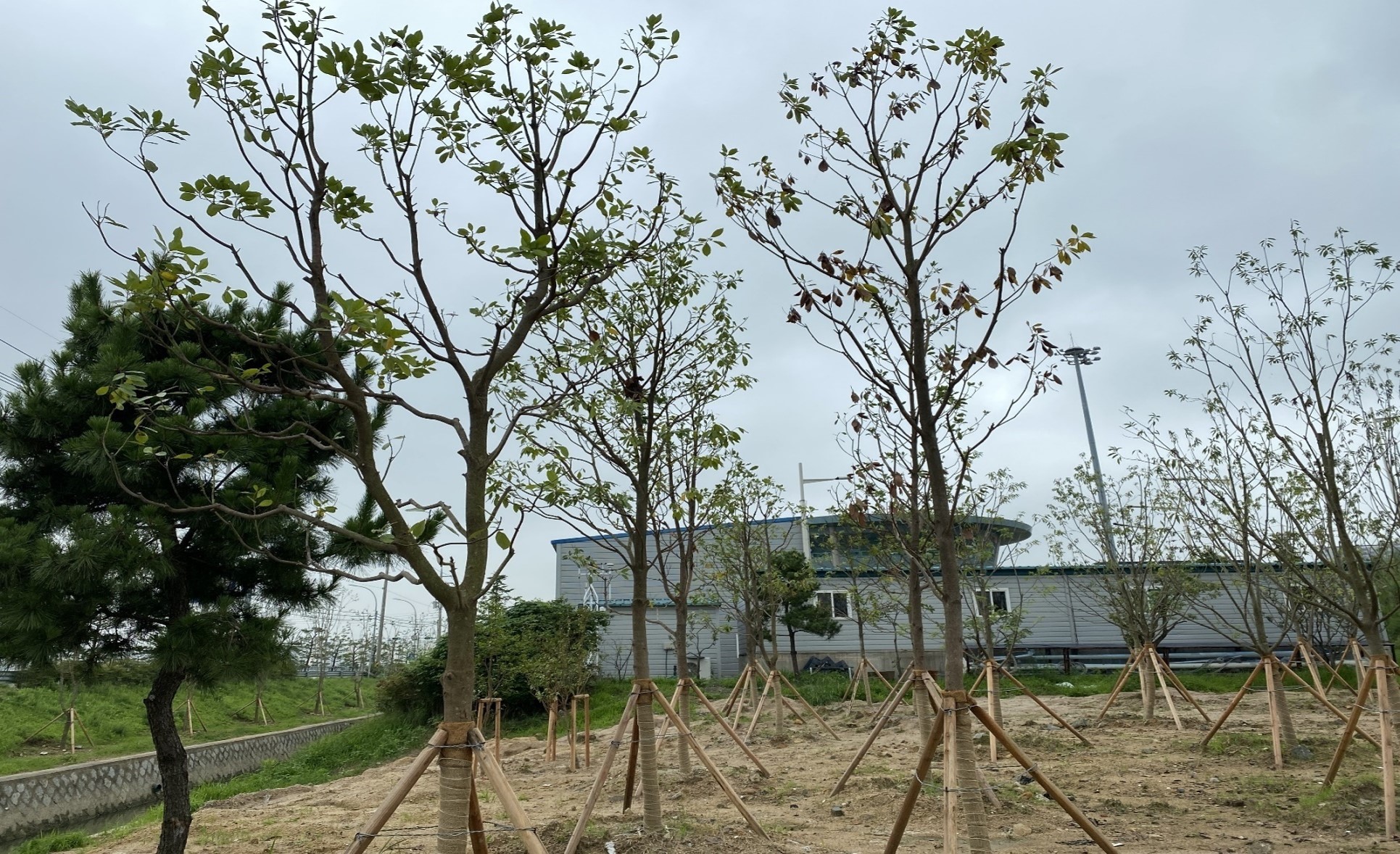B구역 후박나무 식재 후