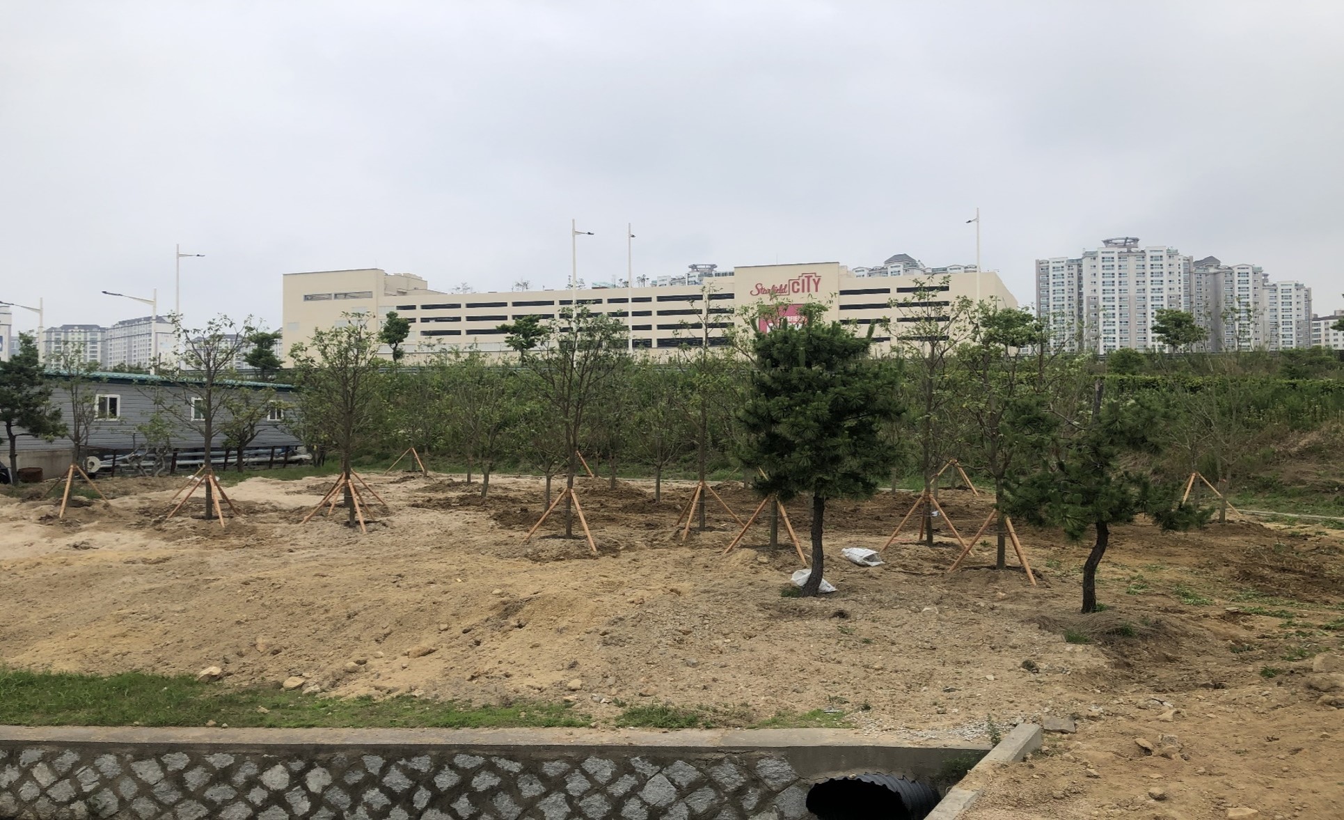B구역 가시나무 식재 후