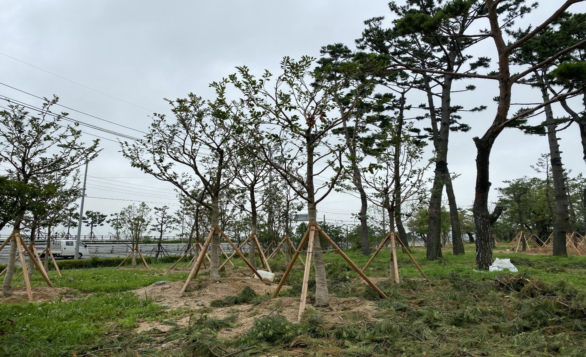 C구간 조록나무 식재 후