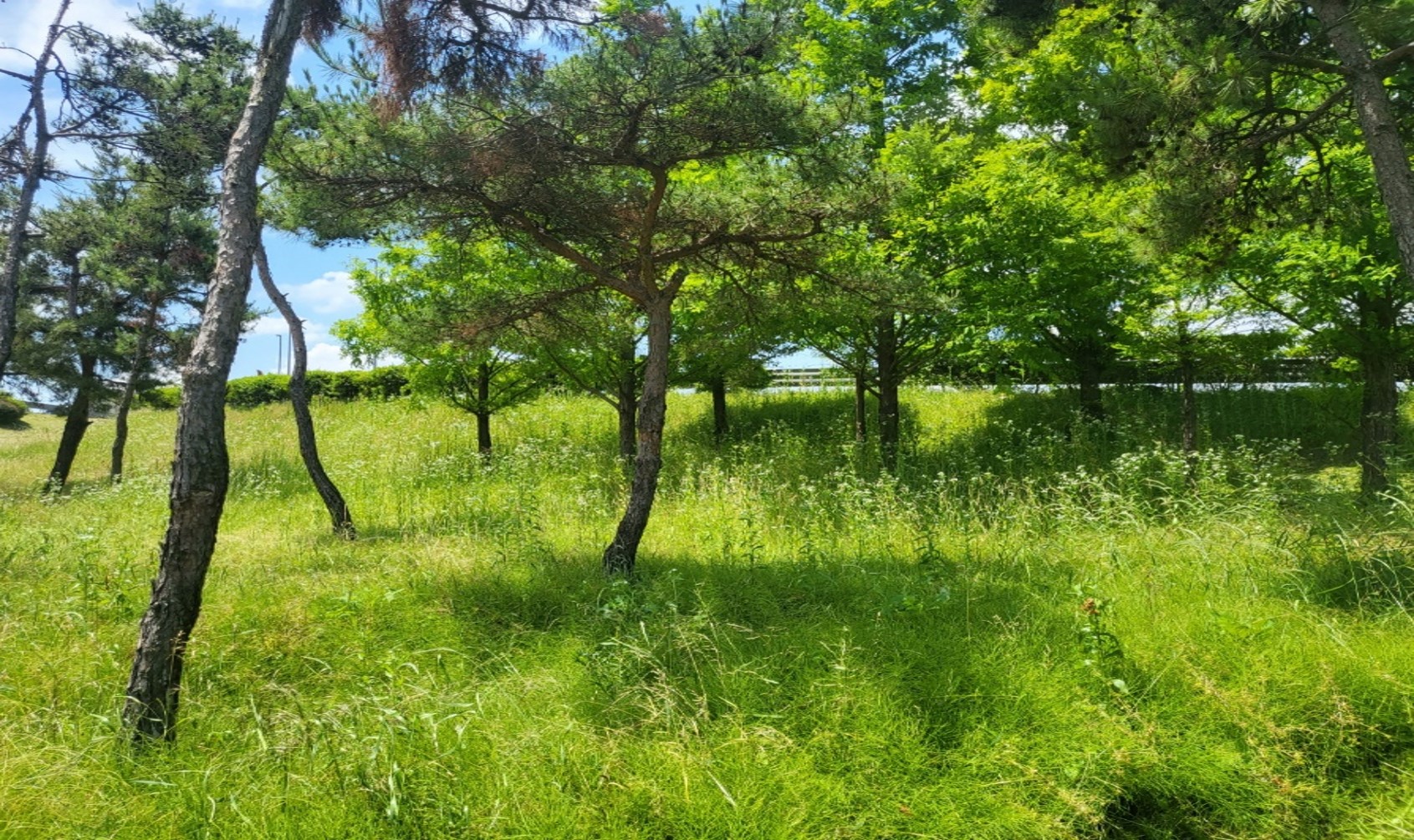 죽림교차로 예초 전