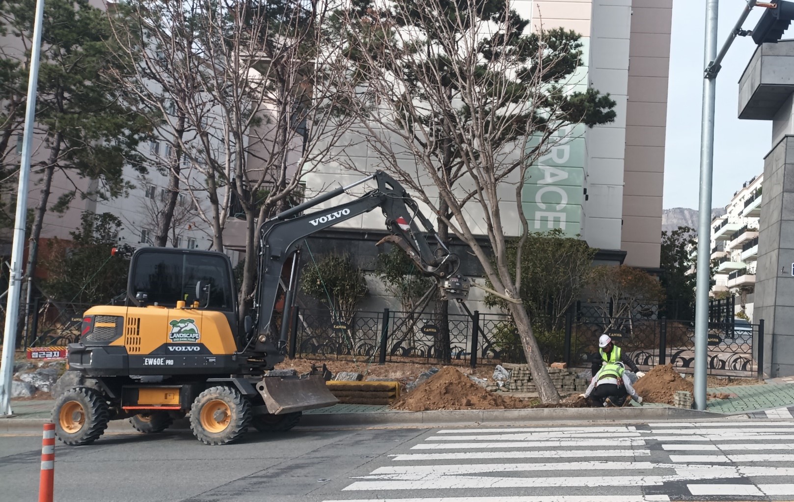 칠엽수 굴취중