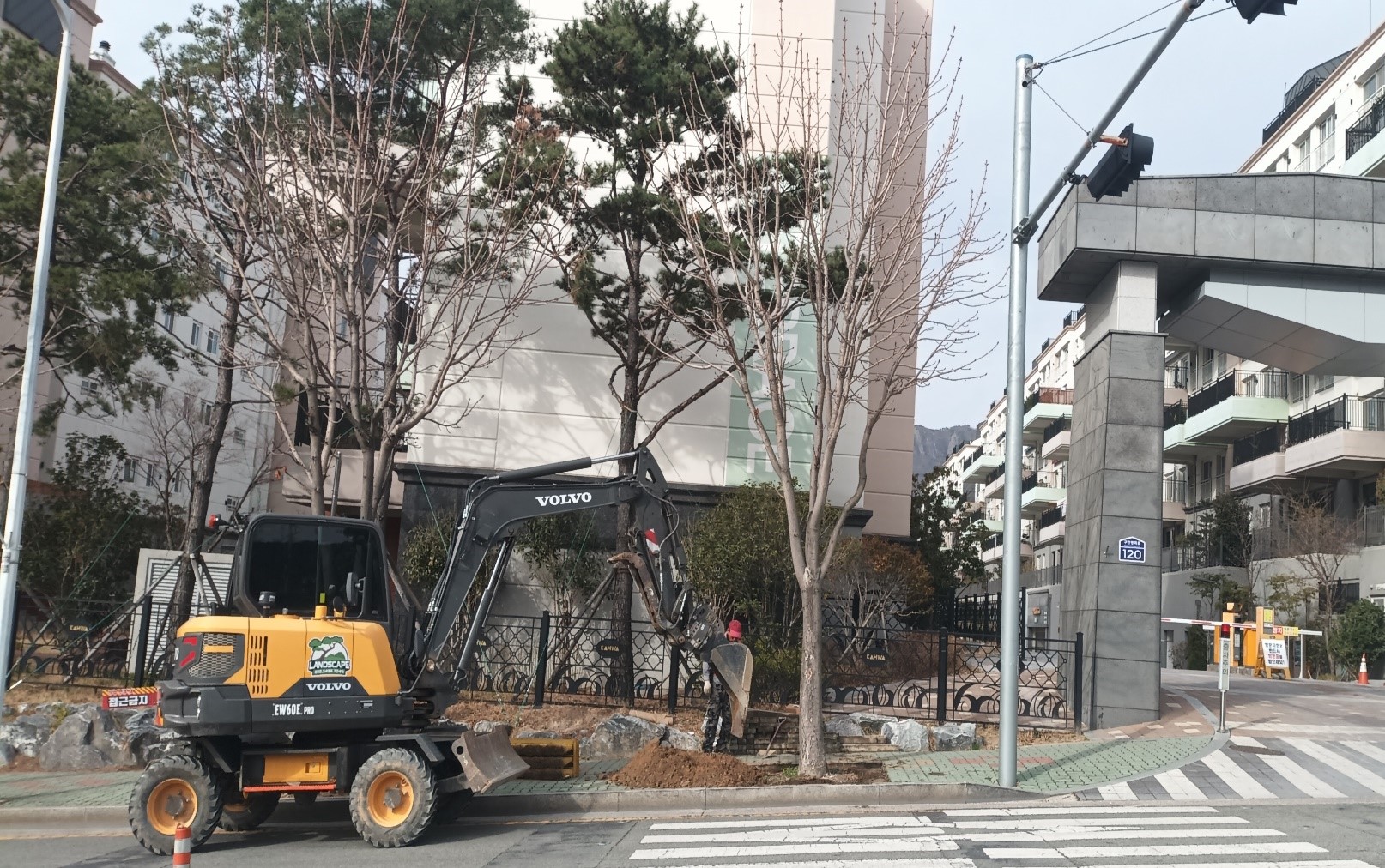칠엽수 굴취중1