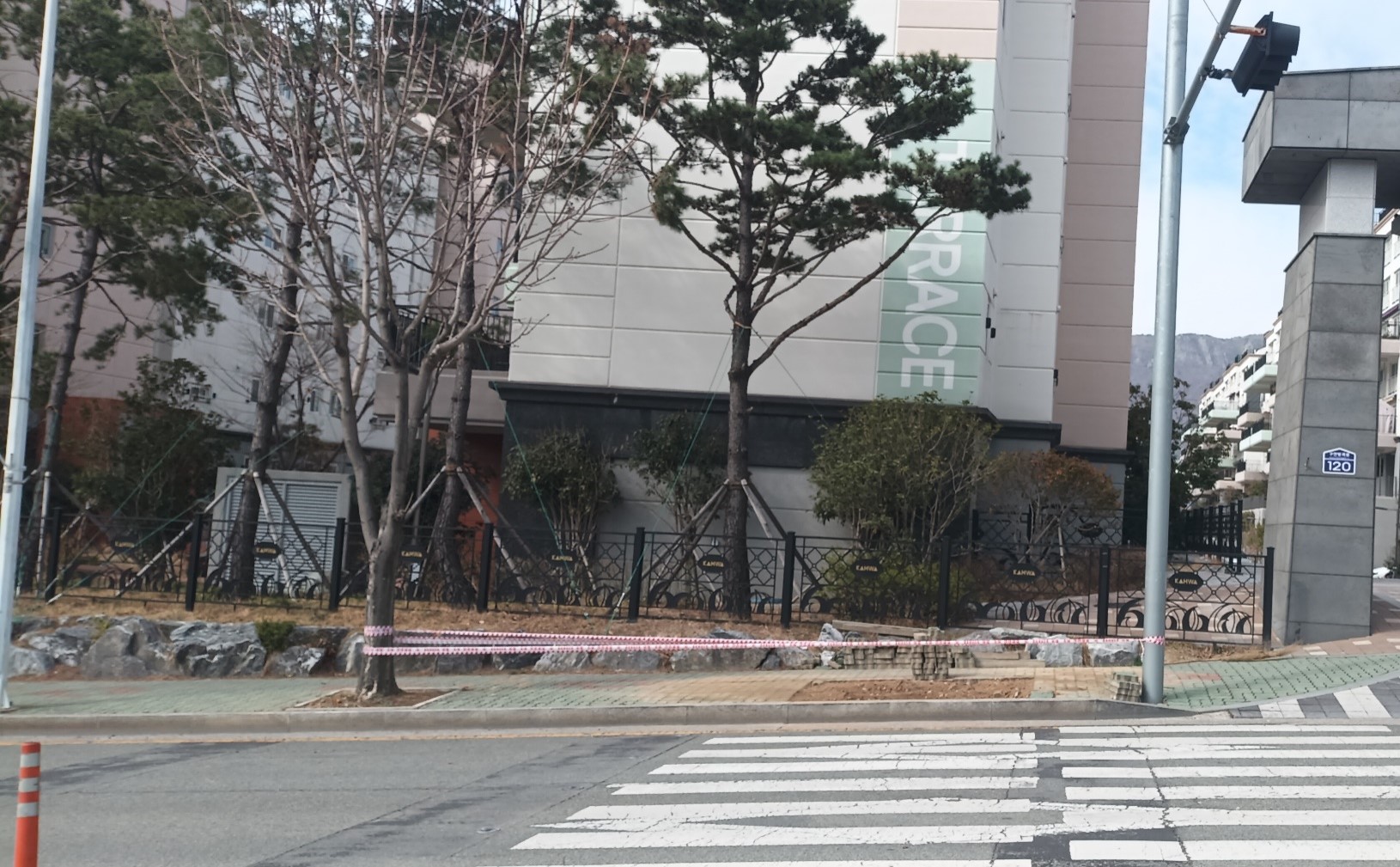 칠엽수 굴취후