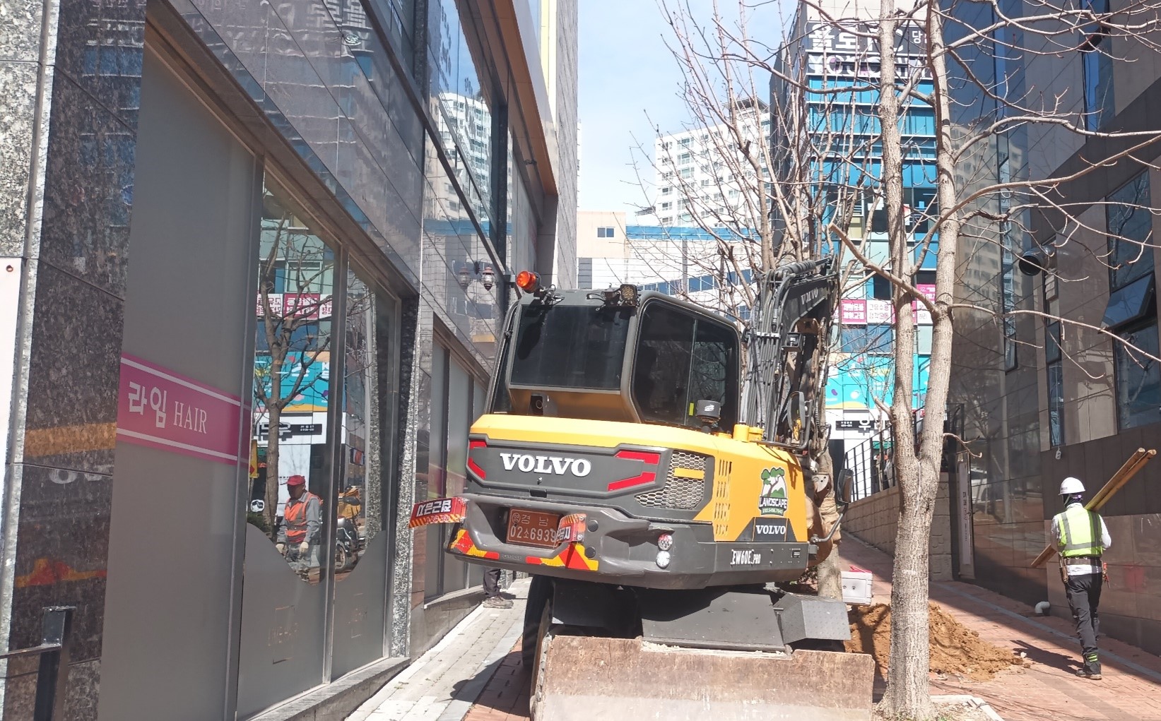 칠엽수 이식중1