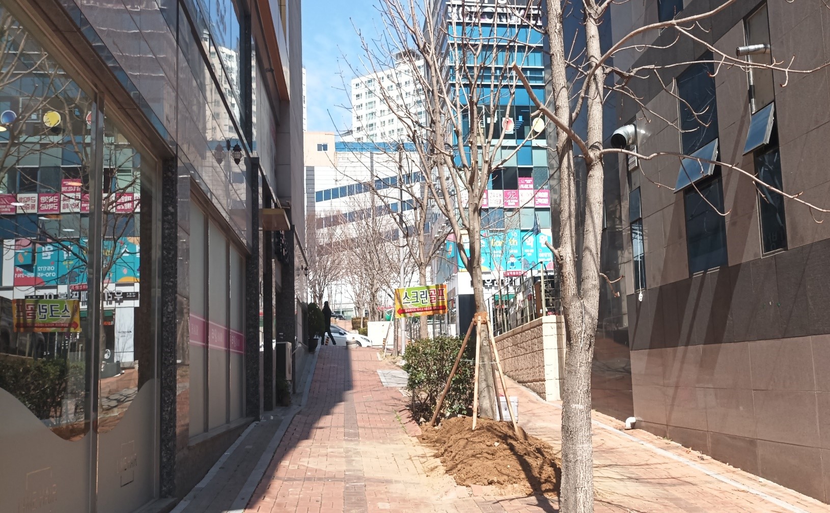 칠엽수 이식후