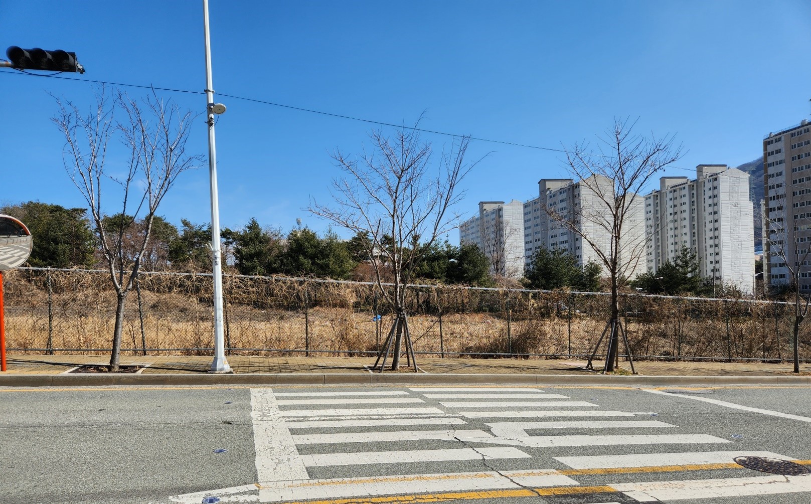 왕벚나무 굴취전