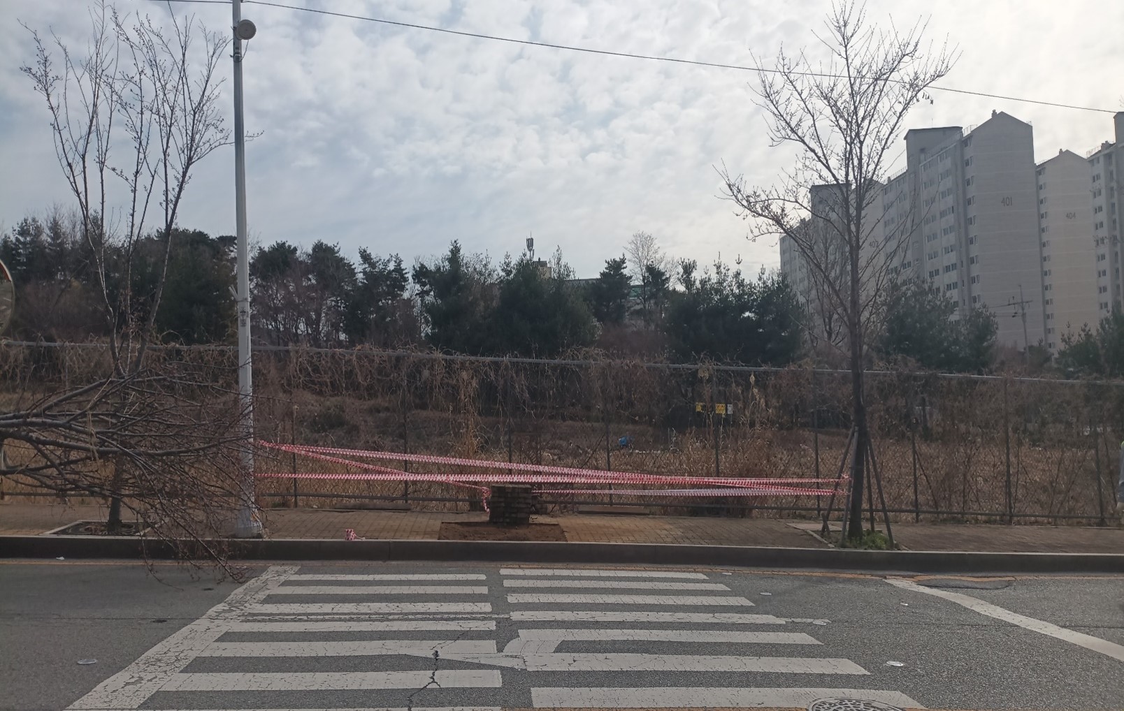 왕벚나무 굴취후