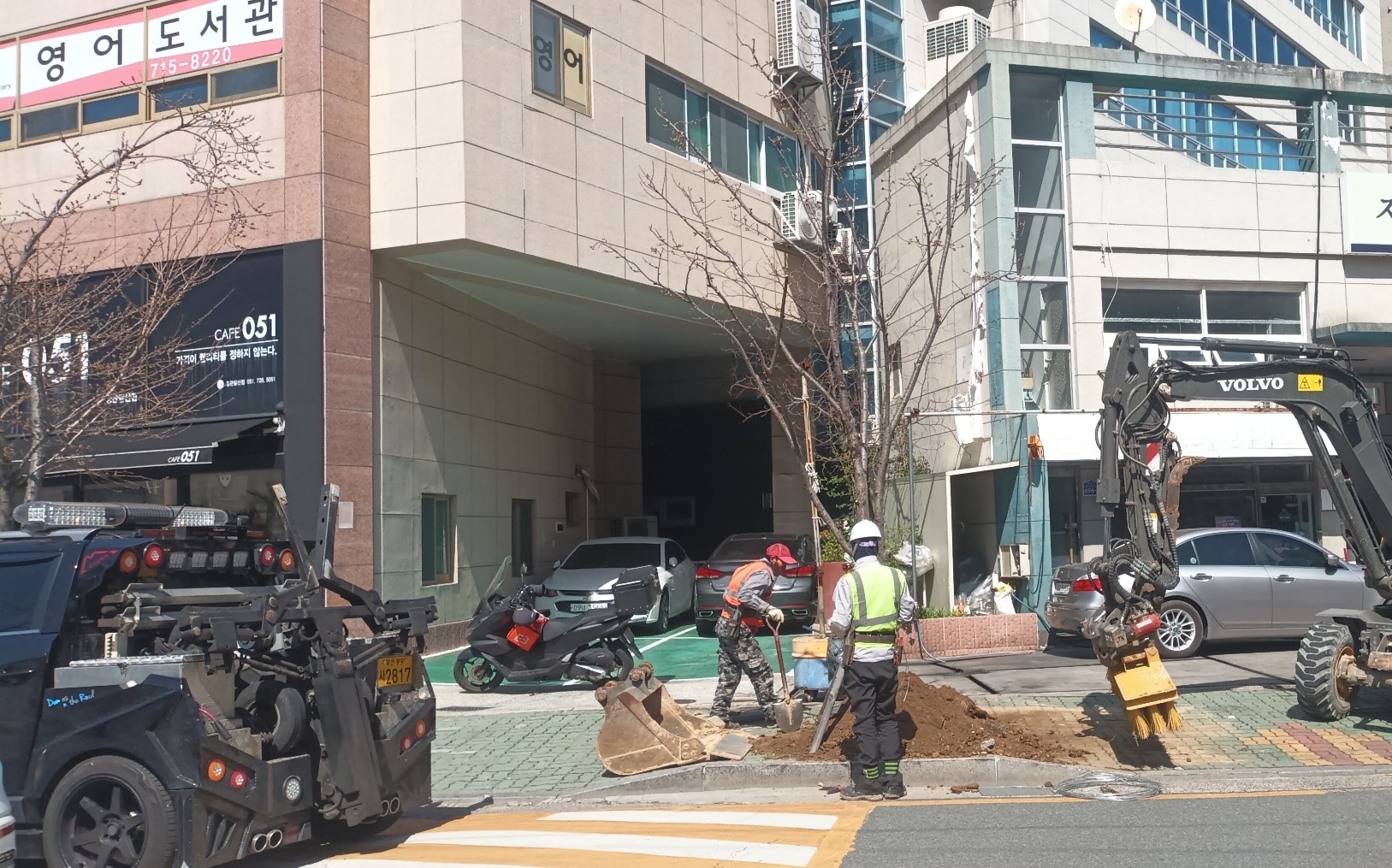 왕벚나무 이식중