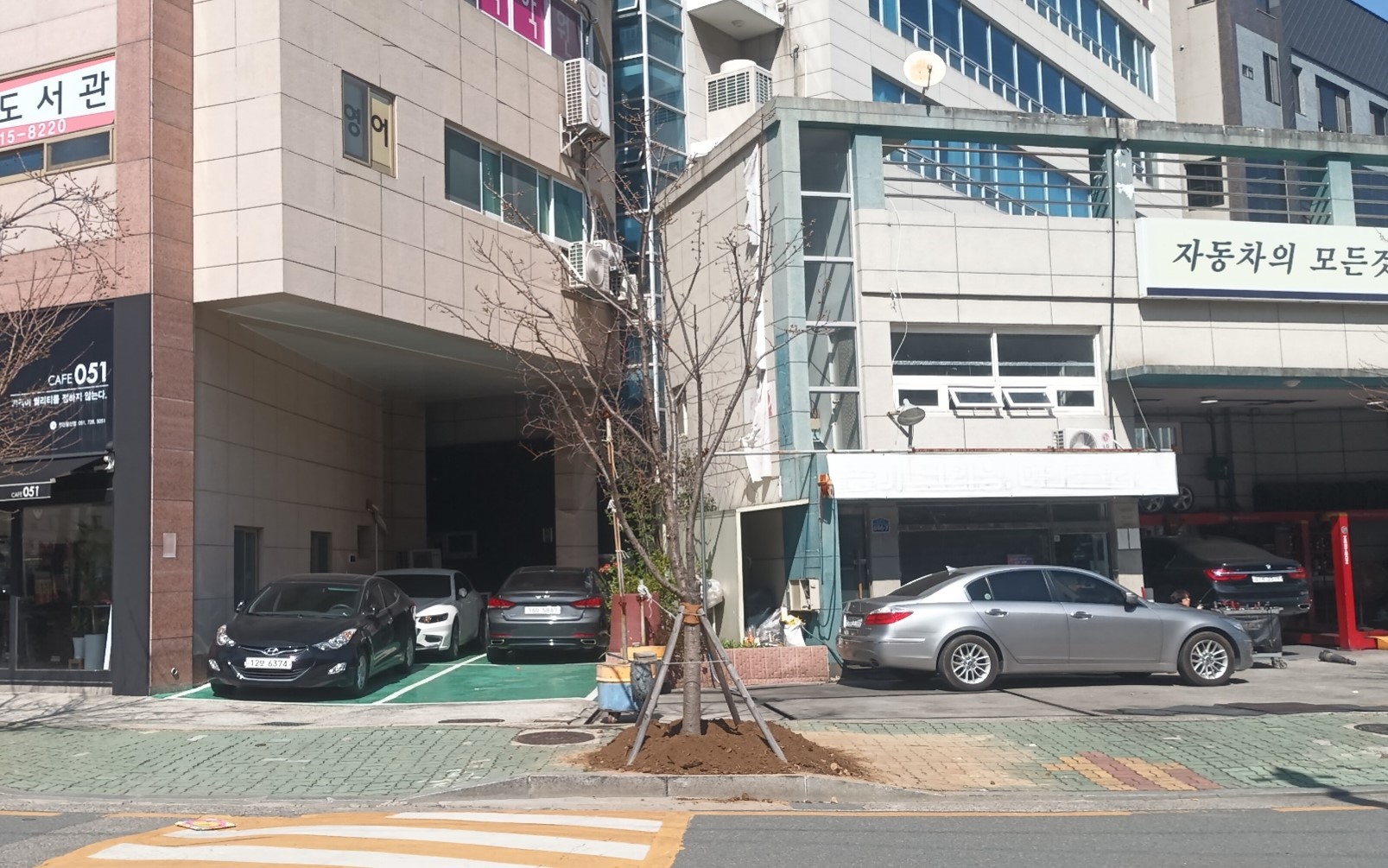 왕벚나무 이식후