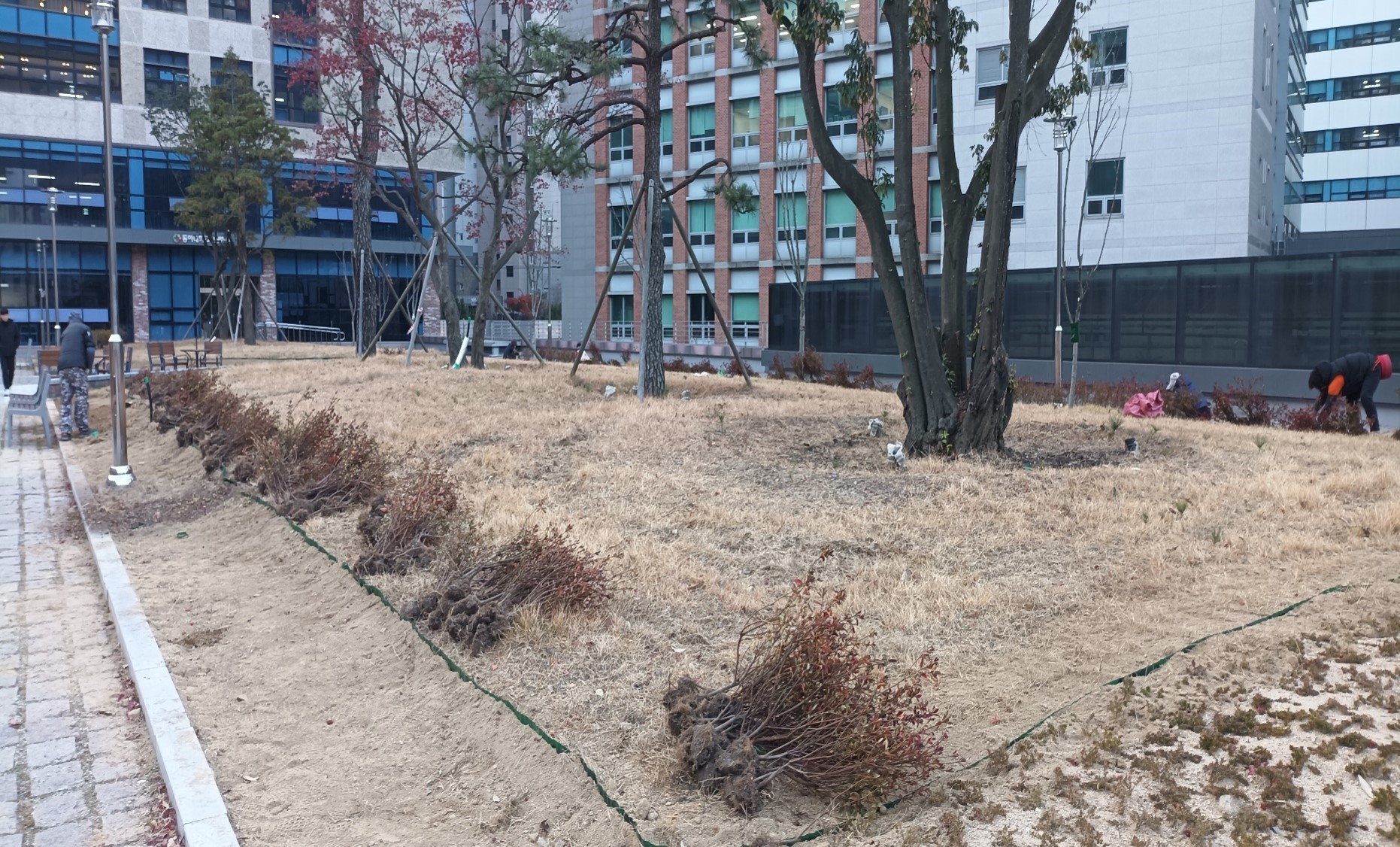 관목식재 영산홍 전