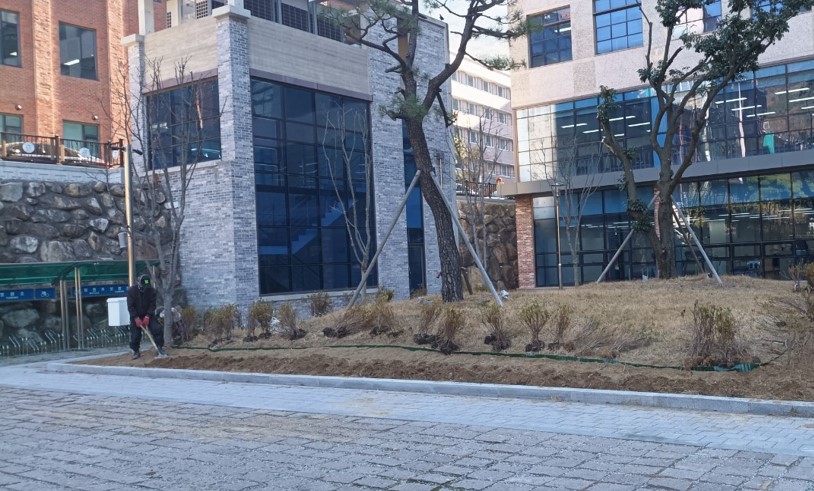 관목식재 백철쭉 전