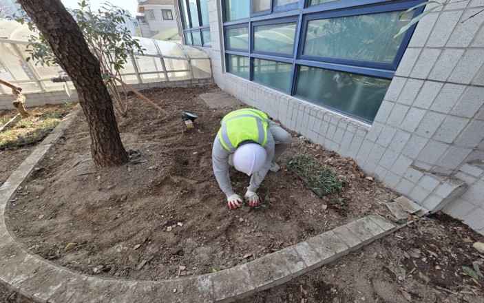 맥문동 식재 중