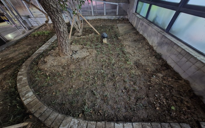 맥문동 식재 후