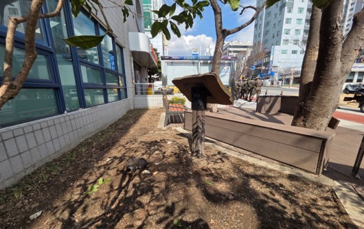 회양목 식재 전