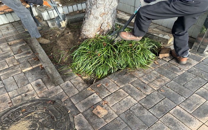 경계석 제거 및 뿌리 제거 중