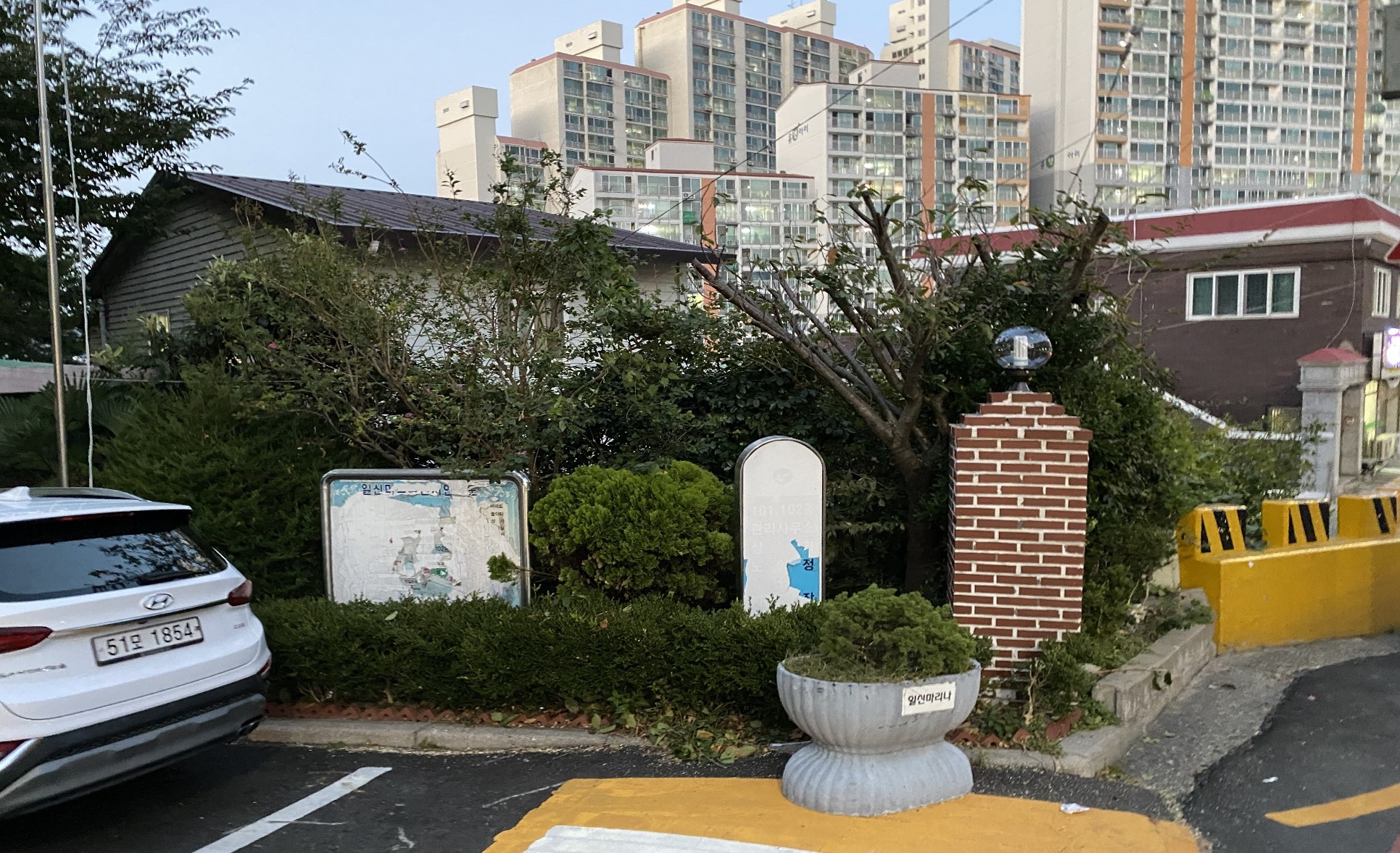 벚나무 전지 후