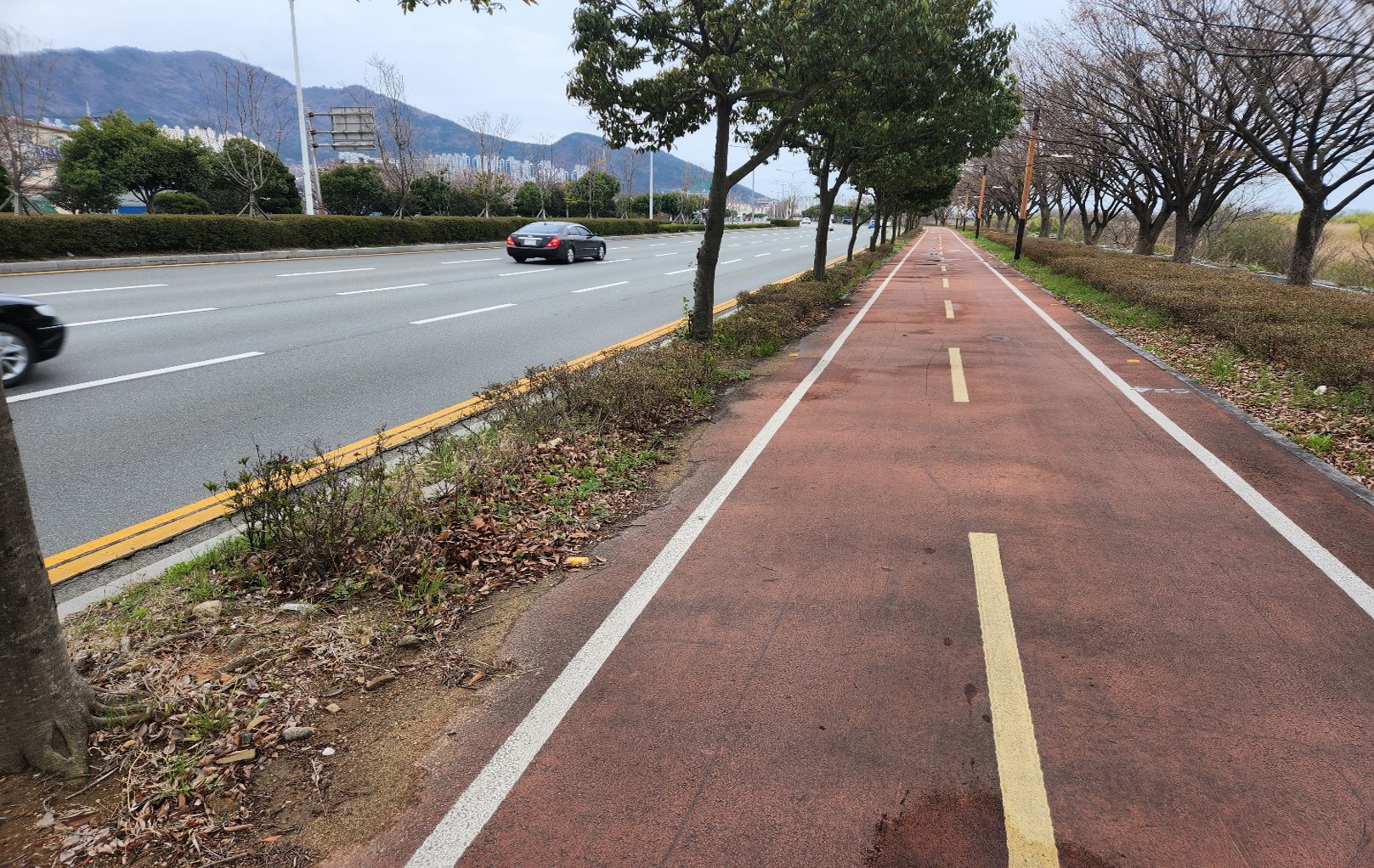 상록철쭉 식재 전1