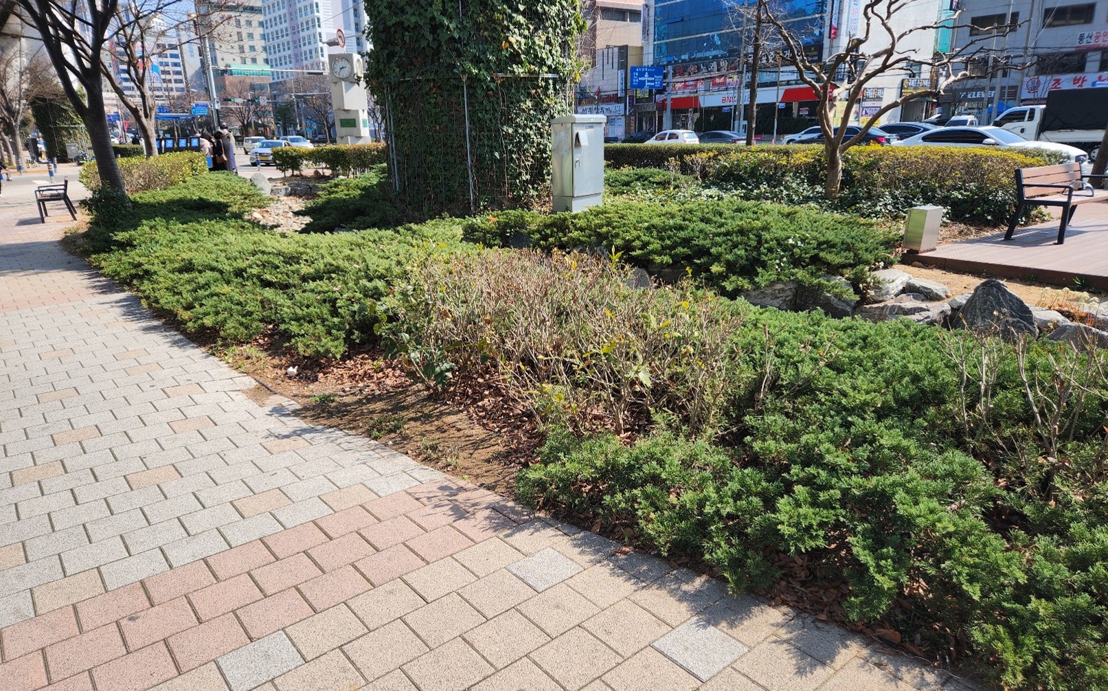 눈향 맥문동 식재 전3