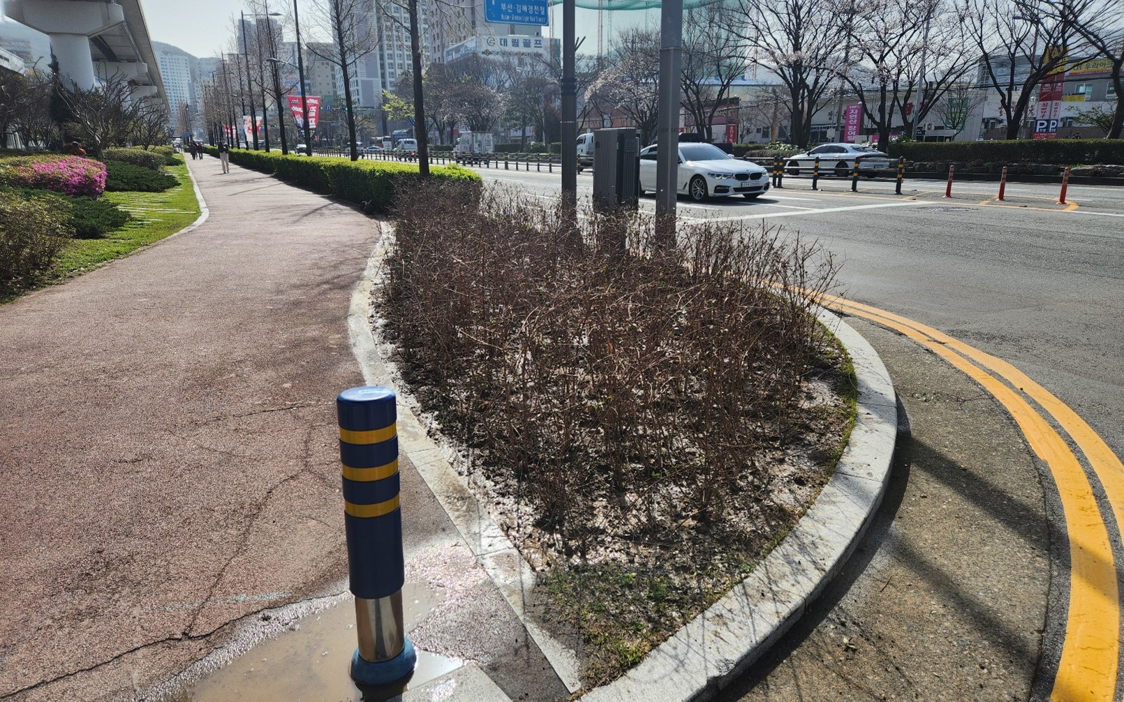 꽃댕강(H0.8xW0.6) 식재후 1