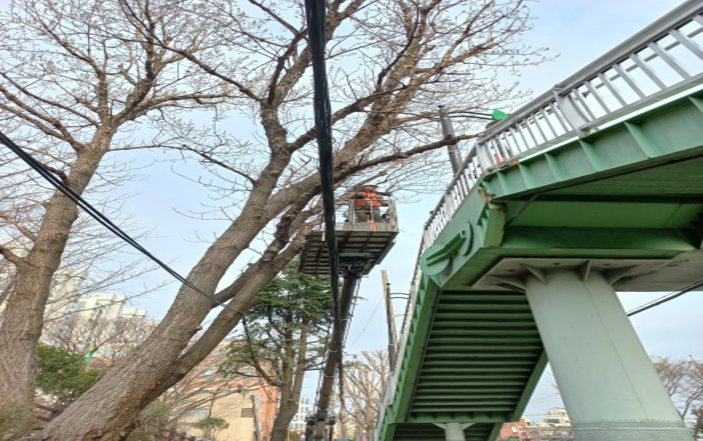 구덕공원 은행나무 작업(중)