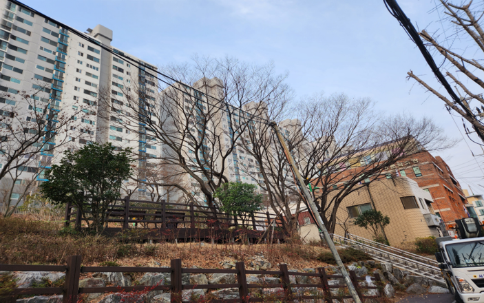 구덕공원 느티나무 전정 작업(전)