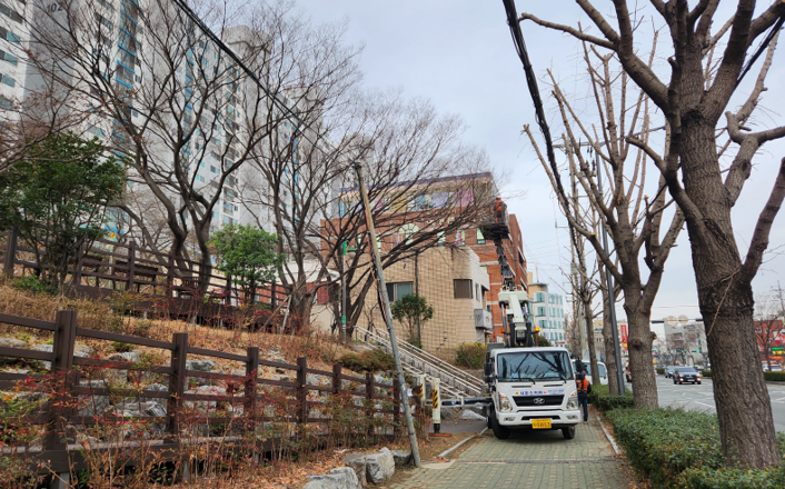 구덕공원 느티나무 전정 작업(중)