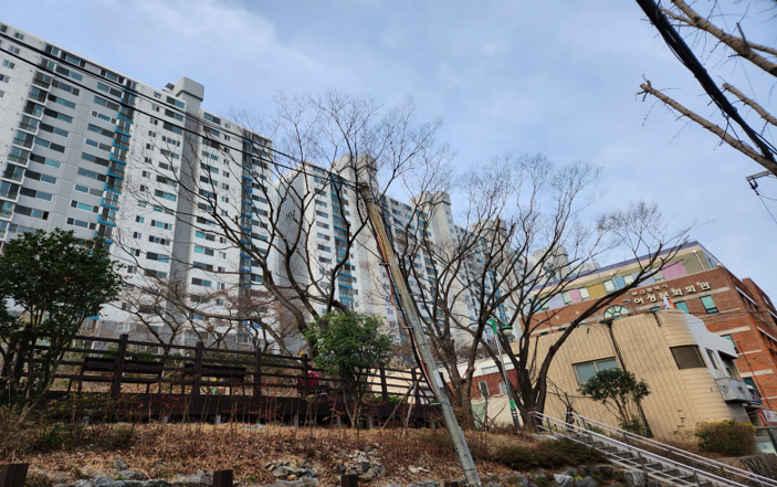 구덕공원 느티나무 전정 작업(후)